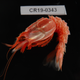 A glyphocrangon shrimp